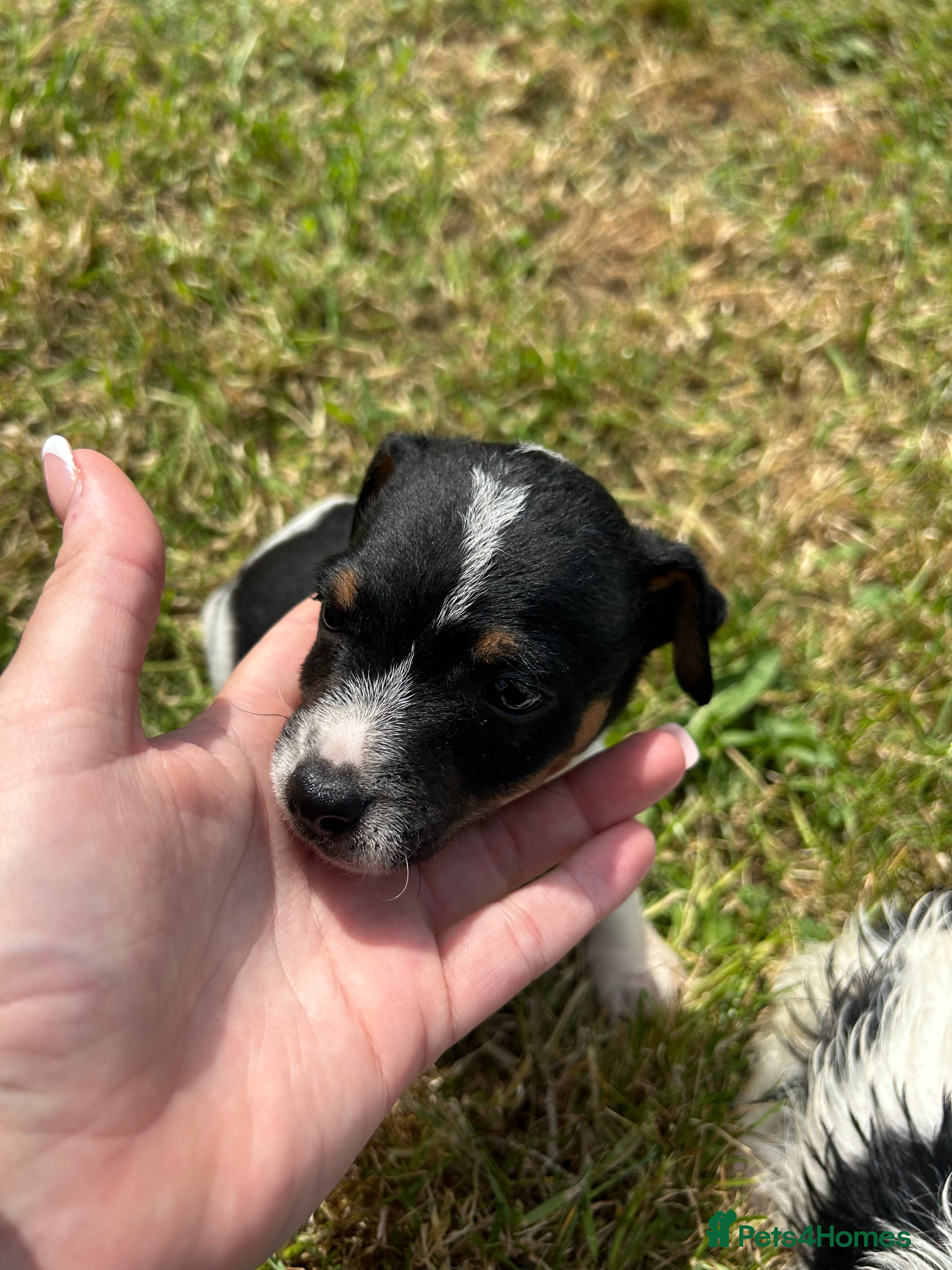 Mixed Breed dogs for sale: Jack Russell/Lakeland terrier puppies - Advert 7