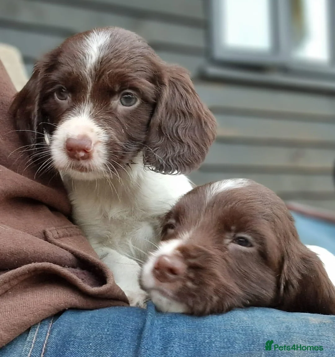 English Springer Spaniel dogs for stud: FIELD TRIAL WINNER, ENGLISH SPRINGER STUD DOG in Bristol - Advert 6