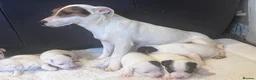 Jack Russell dogs for sale: Jack Russell Puppies - Advert 5