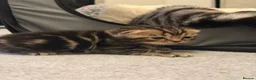 Scottish Fold cats for sale: Scottish Fold Kittens for Sale - Advert 9
