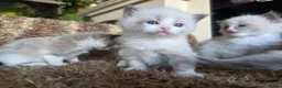 Ragdoll cats for sale: Pure Ragdoll Kittens 🌸 - Advert 22