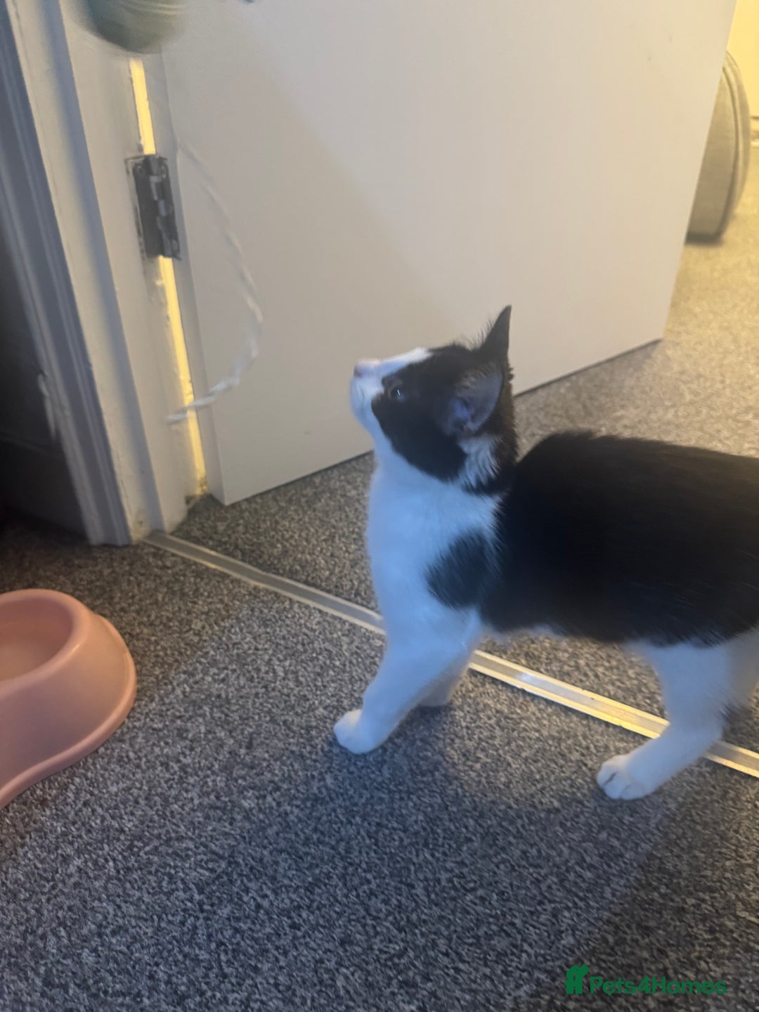 Mixed Breed cats for sale: Very loving and cuddly kitten - Advert 6