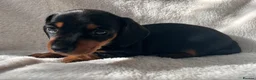Miniature Dachshund dogs for sale: Bubbles and Oreo  - Advert 3