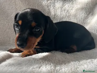 Miniature Dachshund dogs Bubbles black & tan girl left - Advert 1