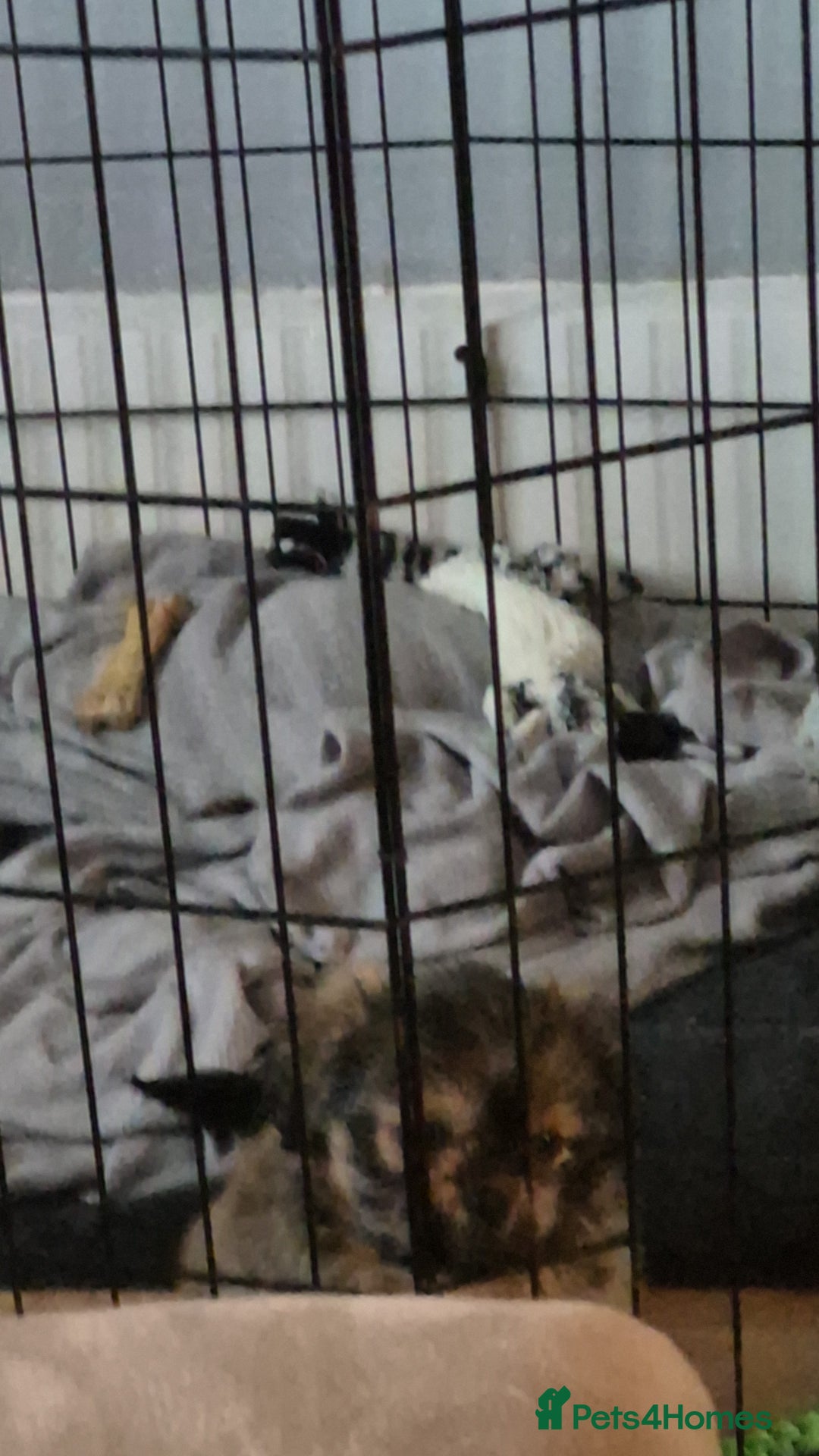 Mixed Breed dogs for sale: Shih Tzu pekingnese cross - Image 6