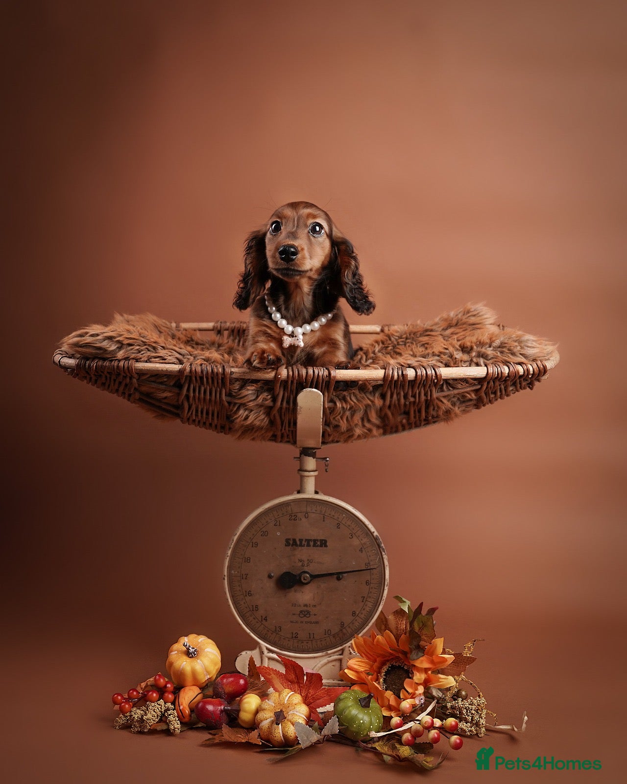 Miniature Dachshund dogs KC reg Miniature Long-Haired Dachshund READY TO GO - Advert 6