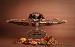 Miniature Dachshund dogs for sale: KC reg Miniature Long-Haired Dachshund READY TO GO - Advert 1