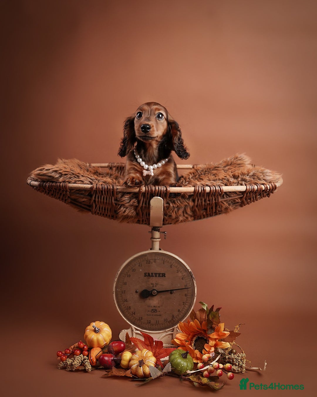 Miniature Dachshund dogs for sale: KC reg Miniature Long-Haired Dachshund READY TO GO - Advert 1