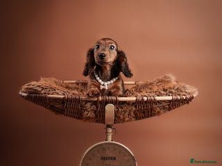 Miniature Dachshund dogs KC reg Miniature Long-Haired Dachshund READY TO GO - Advert 7