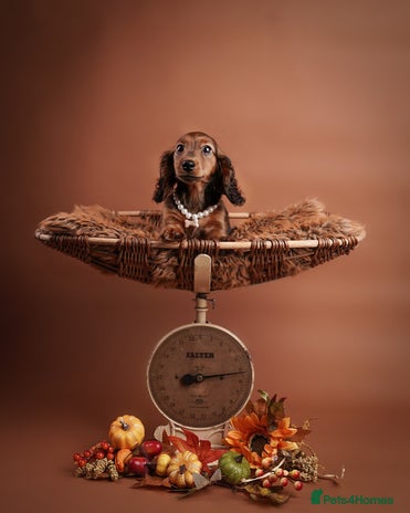 Miniature Dachshund dogs KC reg Miniature Long-Haired Dachshund READY TO GO - Advert 12