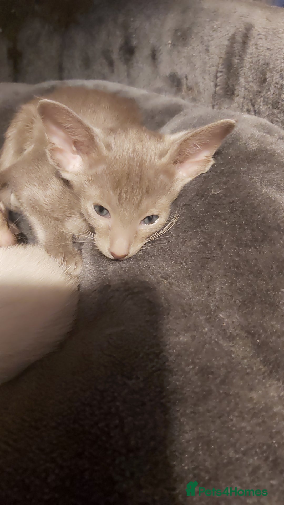 Oriental cats for sale: Full Pedigree Oriental 6 Kittens XL size ears GCCF - Advert 24