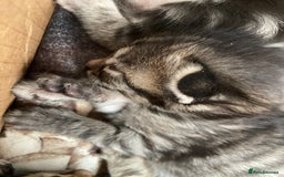 Mixed Breed cats for sale: Gorgeous tabby kittens (ONLY 1 LEFT) - Image 19