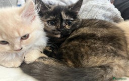 British Shorthair cats for sale: Beautiful kittens for sale British shorthair cross - Image 4
