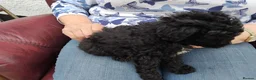 Poochon dogs for sale: Poochon Puppies - Advert 6