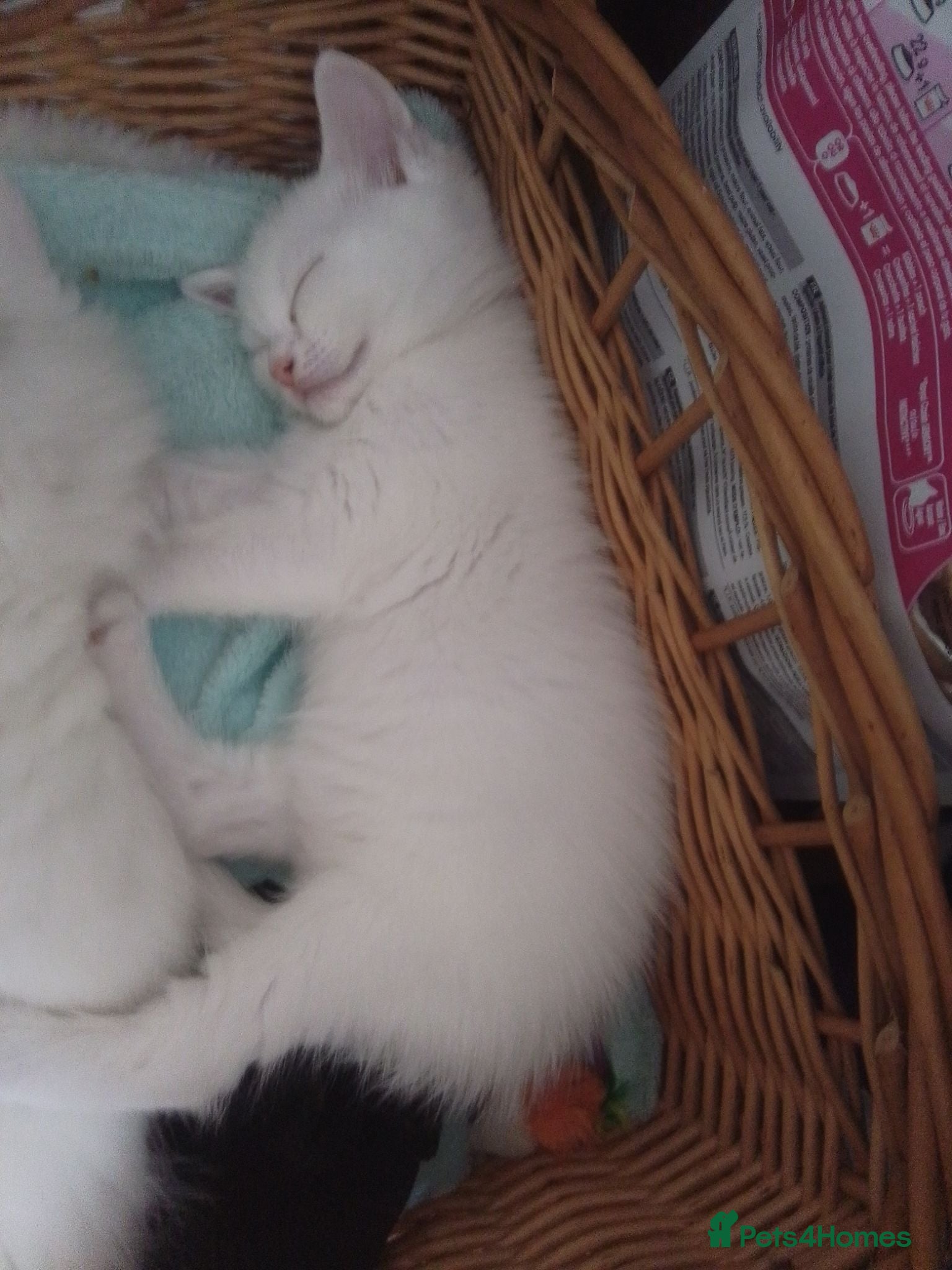 Mixed Breed cats Kittens - Advert 2