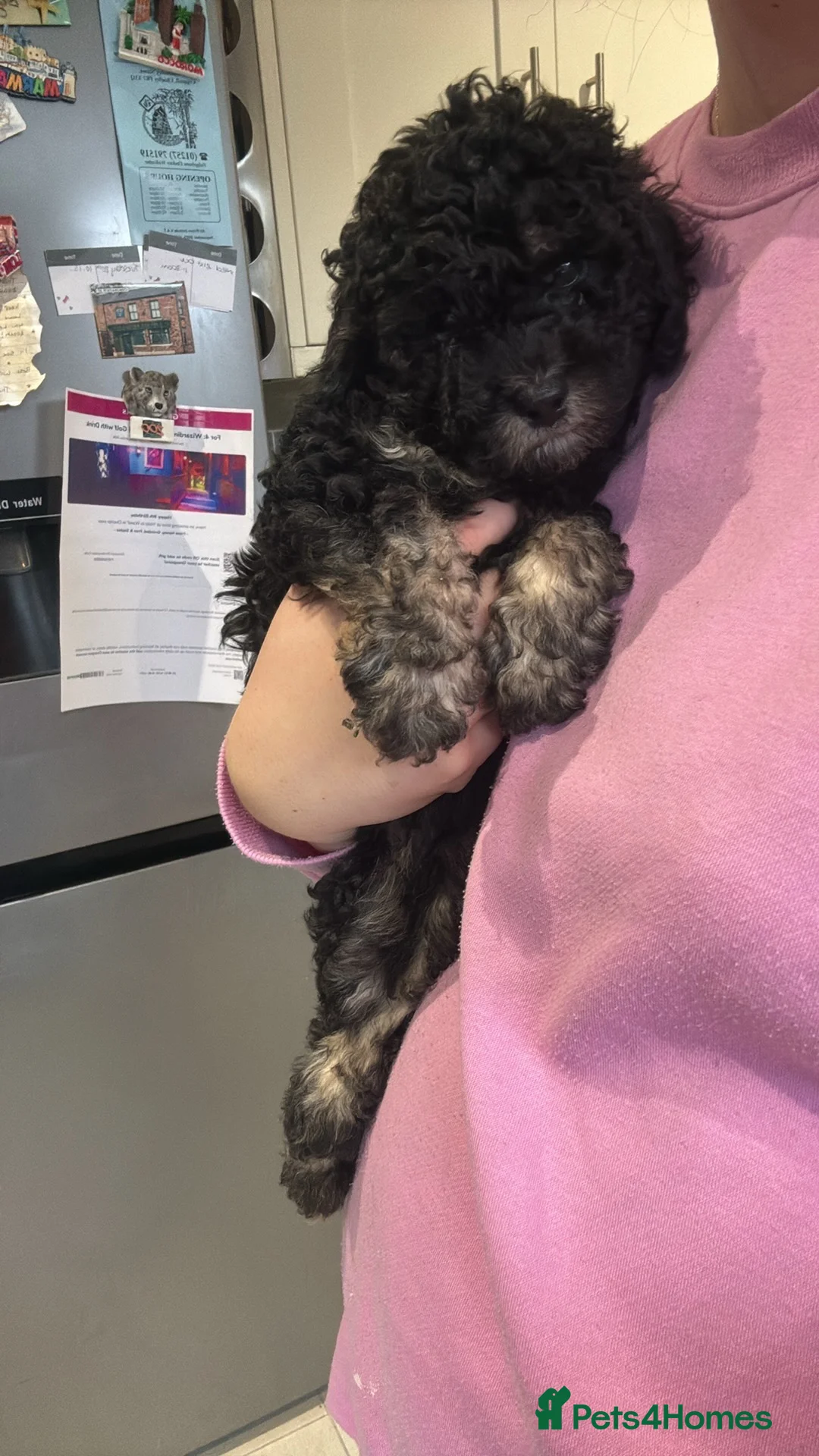 Cockapoo dogs for sale:  BEAUTIFUL TRI-COLOUR COCKAPOO GIRL FOR SALE 💕🐶 - Advert 2