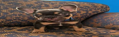 French Bulldog 1