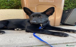 German Shepherd dogs for sale: 4 Month old German Shepherd Puppy for sale - Image 6
