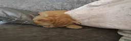 Mixed Breed cats for sale: Beautiful ginger fur baby - Advert 6