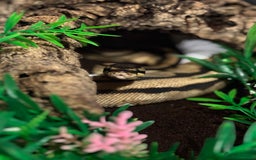 Python Snake reptiles for sale: Bull python  - Image 3