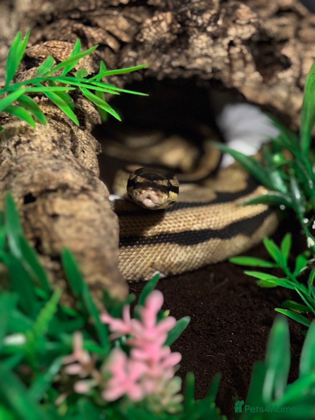 Python Snake reptiles for sale: Bull python  - Image 3