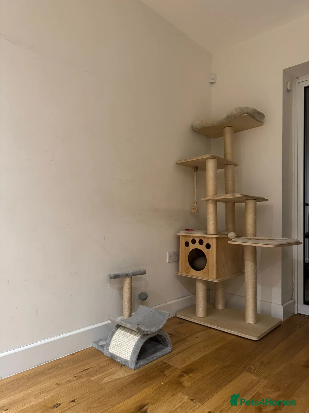 Scottish Fold cats for sale: Scottish fold for sale  - Advert 17