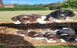 English Springer Spaniel dogs for sale: Kc reg English springer spaniel pups  - Image 2