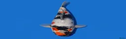 Koi Carp fish for sale: Japanese Koi - Top Quality - Advert 34