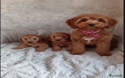 Cockapoo dogs for sale: Cockapoo puppy's  - Advert 8