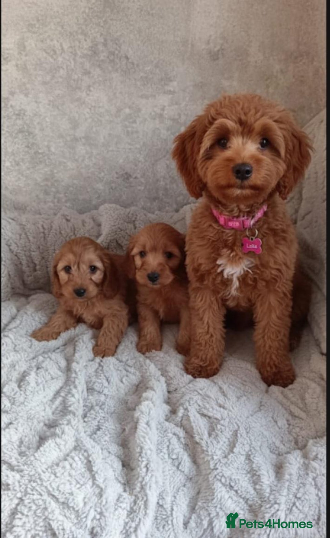 Cockapoo dogs for sale: Cockapoo puppy's  - Advert 8