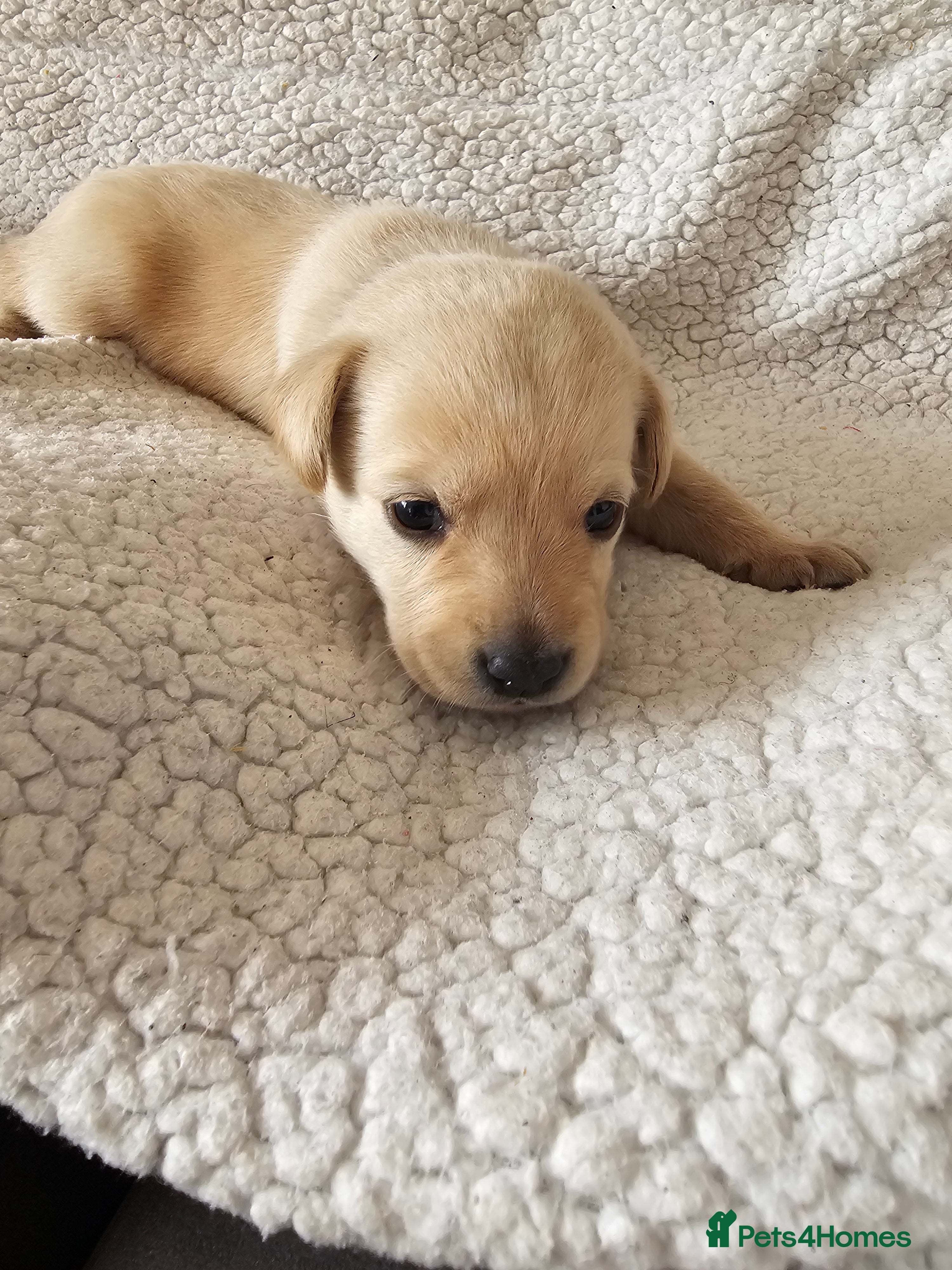 Labrador Retriever dogs Labrador puppies for sale - Advert 1