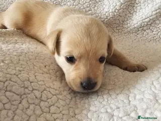 Labrador Retriever dogs Labrador puppies for sale - Advert 1