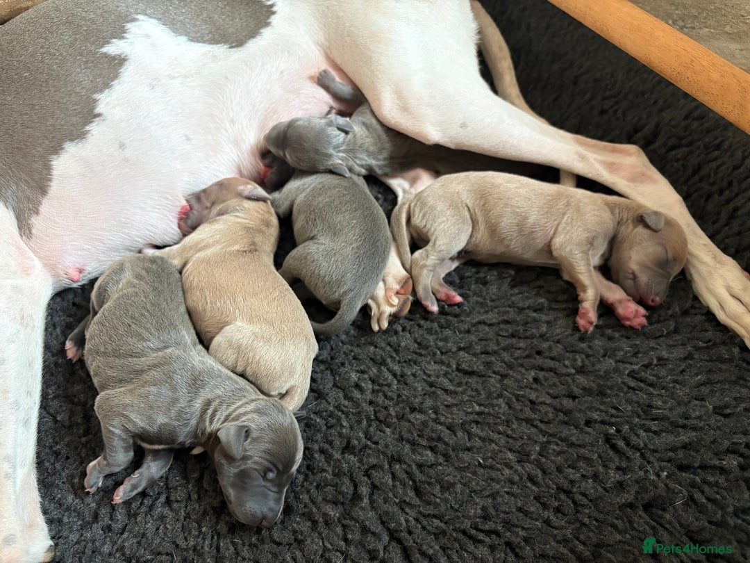 Italian Greyhound dogs for sale: 7/8 Italian Greyhound, 1/8 Whippet Puppies - Image 17