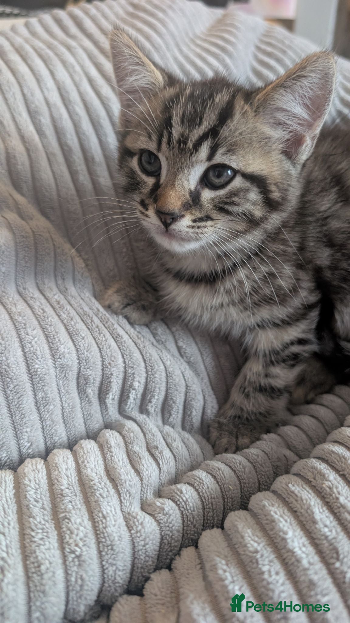 Mixed Breed cats Kittens ready now  - Advert 1