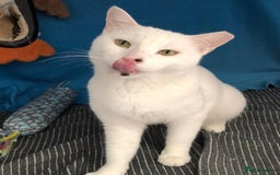 Mixed Breed cats for adoption: Confident Cuddlebug Who Loves dogs and to Chat! - Image 16