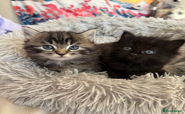 Mixed Breed cats - Advert 3