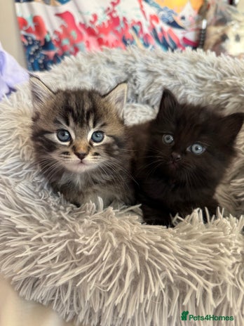 Mixed Breed cats - Advert 1