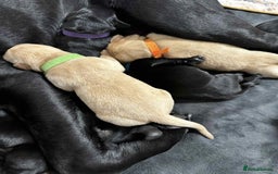 Labrador Retriever dogs for sale: Adorable KC registered fox red and black labs  - Image 27