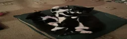European cats for sale: 3 adorable black and white kittens for sale - Advert 8