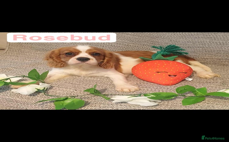 Cavalier King Charles Spaniel dogs - Advert 9