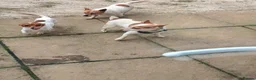 Jack Russell dogs for sale: 1 male pure mini jack russel - parents can be seen - Advert 4