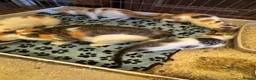 Mixed Breed cats for sale: Kittens mixed litter - Advert 3