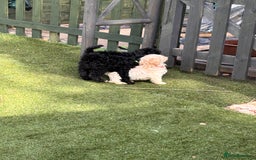 Cockapoo dogs for sale: 3 fluffy miniature cockpoo puppy’s  - Image 17