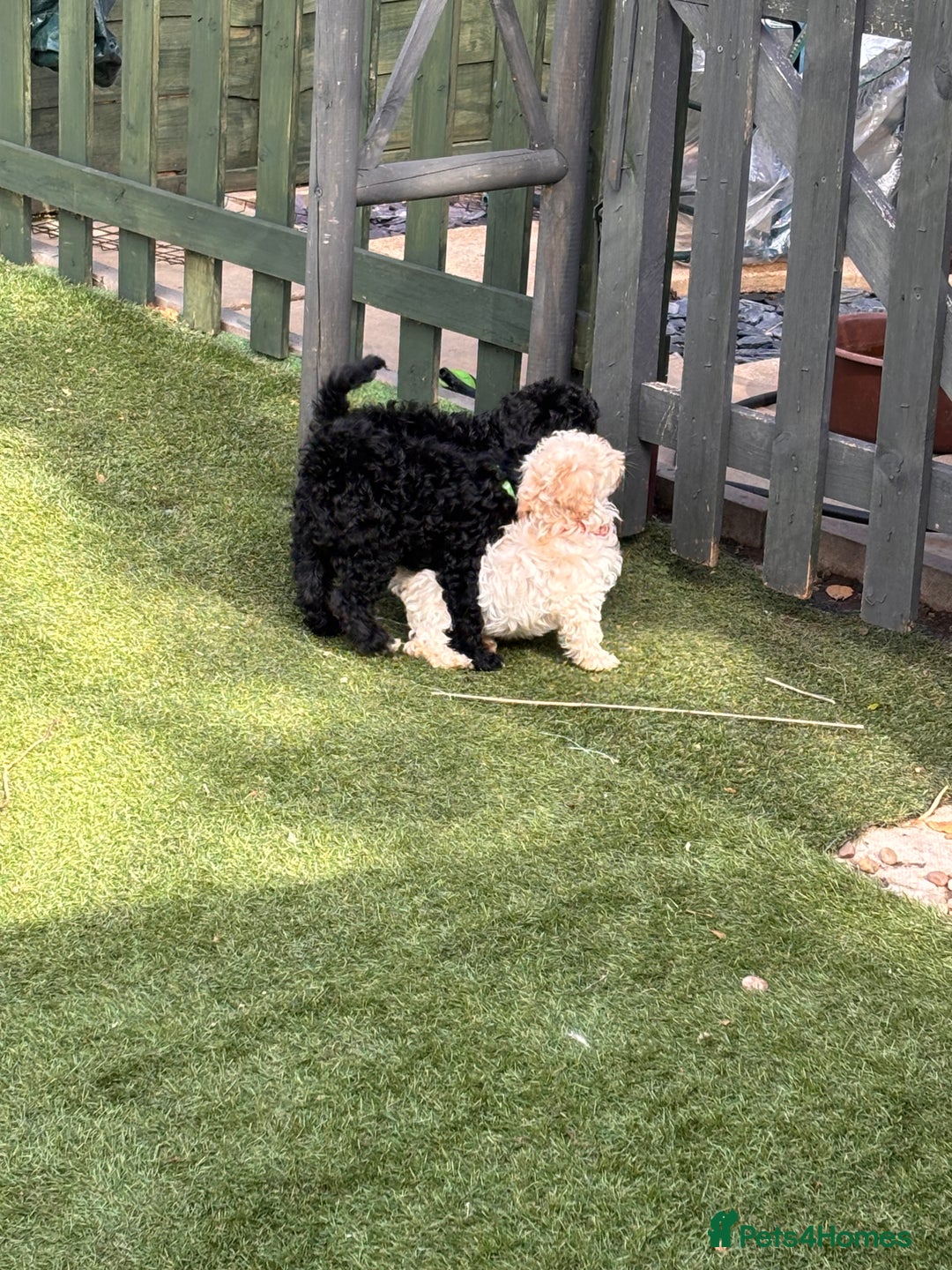 Cockapoo dogs for sale: 3 fluffy miniature cockpoo puppy’s  - Image 17