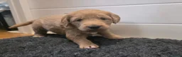 Goldendoodle dogs for sale: Multige. Goldendoodle Puppies. Parents DNA clear!! - Advert 8