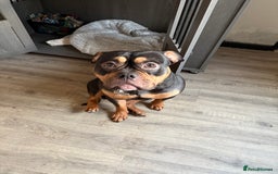 Mixed Breed dogs for stud: Pocket bully for stud  - Image 7