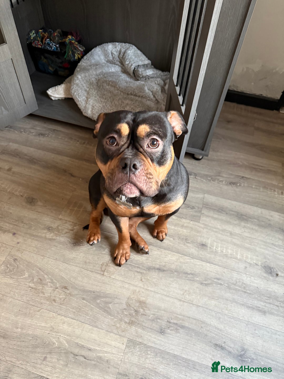 Mixed Breed dogs for stud: Pocket bully for stud  - Image 7