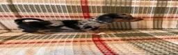 Mixed Breed dogs for sale: Dashund and Yorkshire terrier puppies - Advert 21