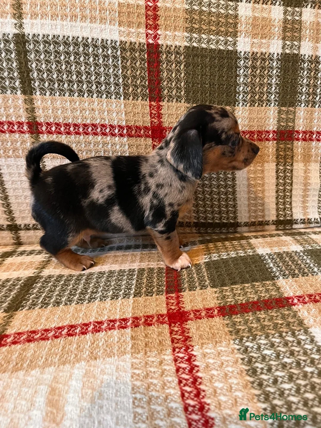 Mixed Breed dogs for sale: Dashund and Yorkshire terrier puppies - Advert 21