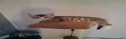 Mixed Breed cats for sale: KITTEN URGENT!!! in Cowdenbeath - Advert 3